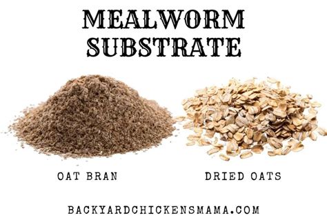 Mealworm Bedding Alternative