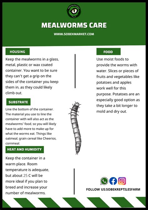 Mealworm Care Sheet