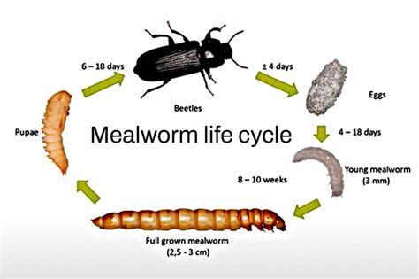 Mealworm Cycle Time