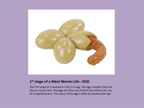 Mealworm Egg Video