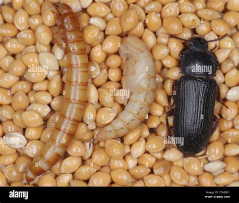 Mealworm Predators