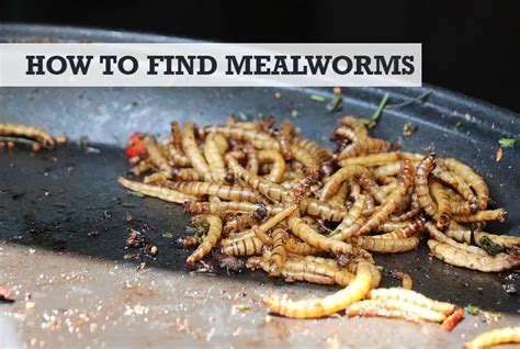 Mealworms Outside