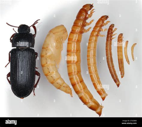 Mealworms To Beetle