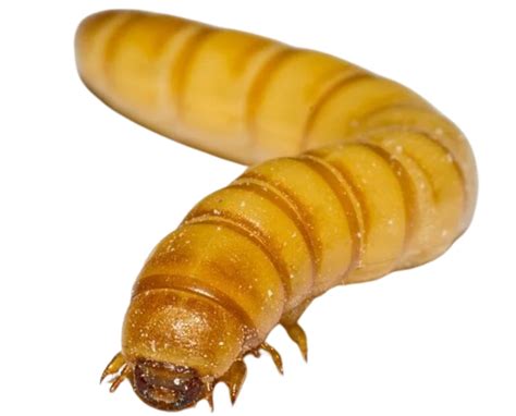 Mealworms Undergo