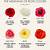 meaning of color of roses chart