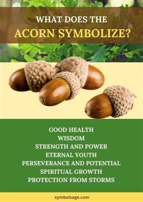 meaning acorn