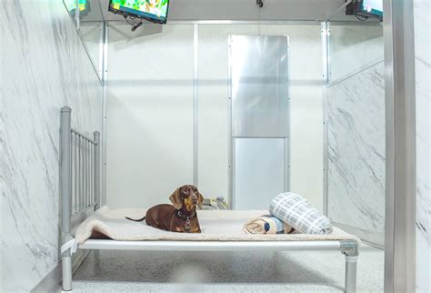 Meaning For Pet Boarding