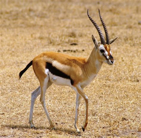 meaning gazelle