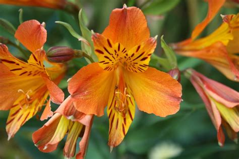 meaning of alstroemeria flower