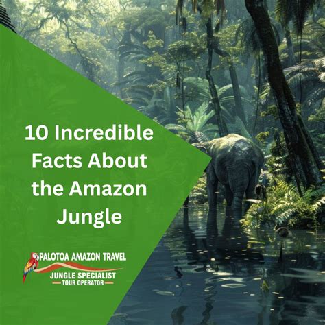 Meaning Of Amazon Jungle