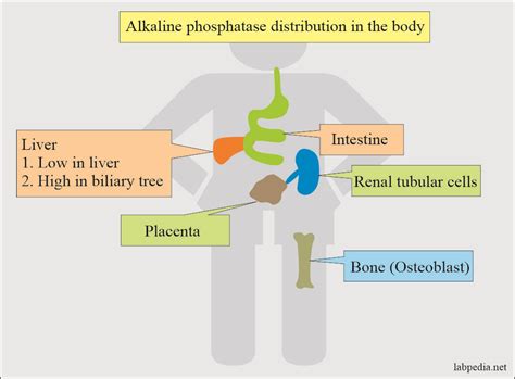 meaning of low alkaline phosphatase