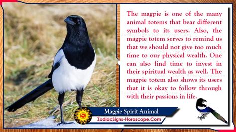 meaning of magpies visiting