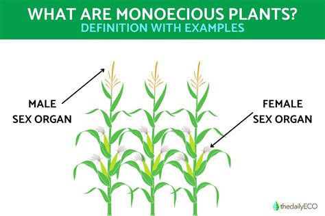 Meaning Of Monoecious And Example