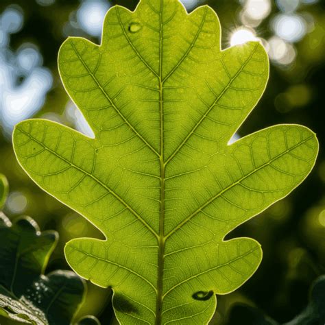 Meaning Of Oak Leaf