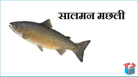 meaning of salmon in hindi