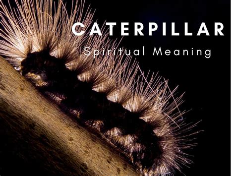 meaning of seeing a caterpillar