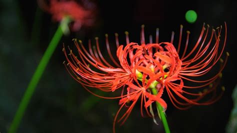 meaning of spider lilies
