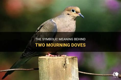 Meaning Of Two Mourning Doves
