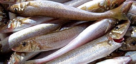 Meaning Of Whiting
