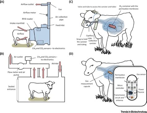 measuring methane from cows