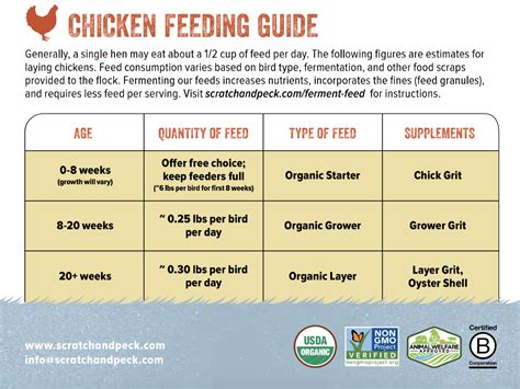 Meat Chicken Feed Schedule