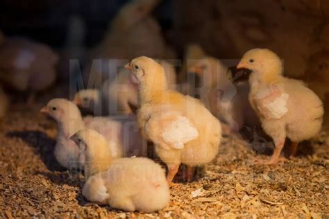 Fandy Porn’s Secret campaign is Blown Out of Proportions—Here’s Why Everyone’s Talking