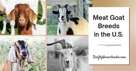 Meat Goat Definition