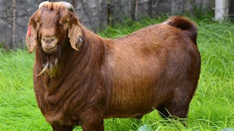 meat goats breeds kalahari red