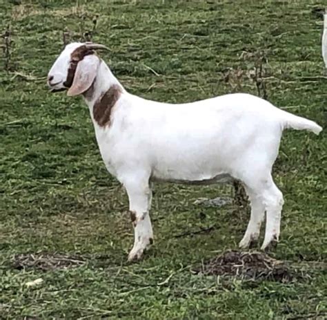 meat goats for sale alberta