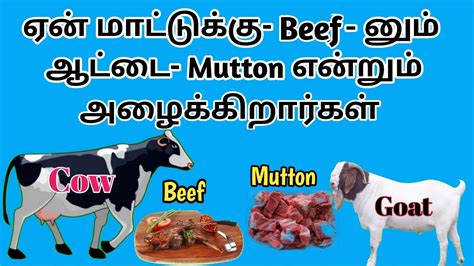 meat meaning in tamil