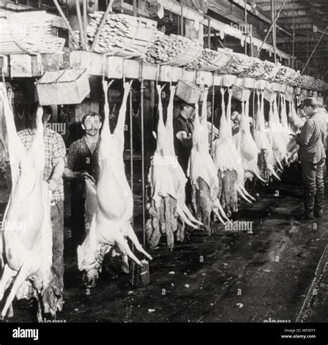 meat packing industry chicago