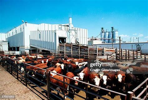 Meat Processing Greeley Colorado