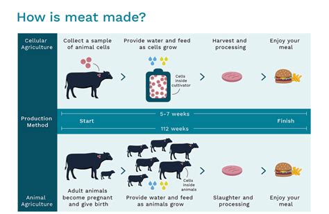 Meat Production Methods