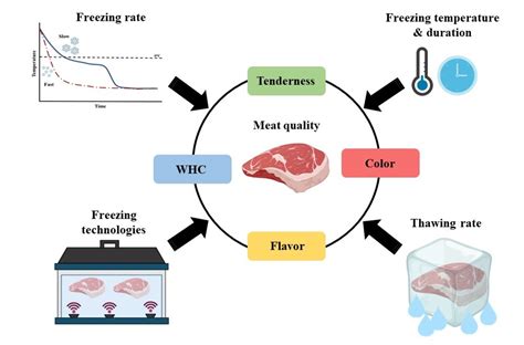 Meat Quality Freezing