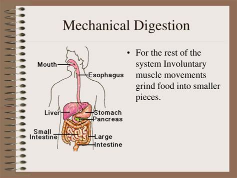 Mechanical Digestion