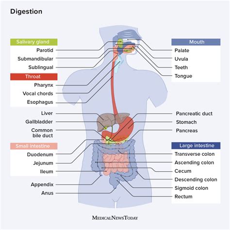 Mechanical Digestion Location And Function