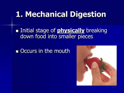 Mechanical Digestion Purpose