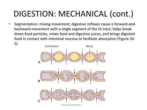 Mechanical Digestion Segmentation