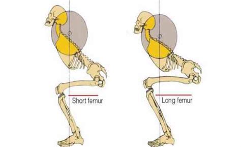 Mechanics Of Squat