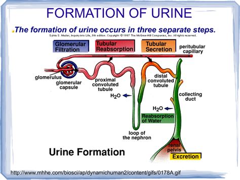 Urine Formation Mechanisms Pathway Medicine