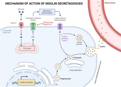 Mechanism of action