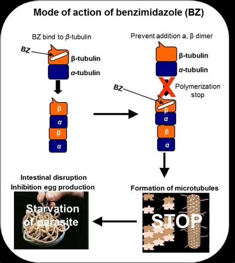 mechanism of action of benzimidazole