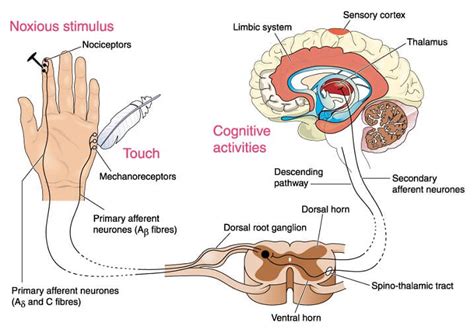 mechanisms of sensory neuron integration