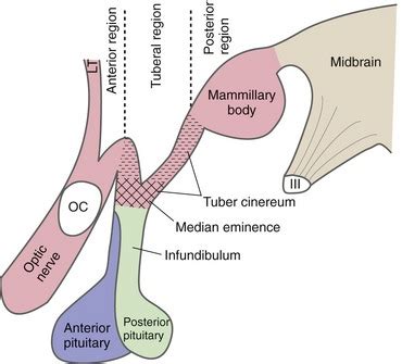 median eminence and tuber cinereum