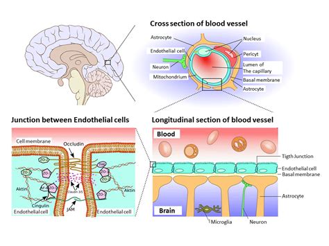 median eminence blood brain barrier