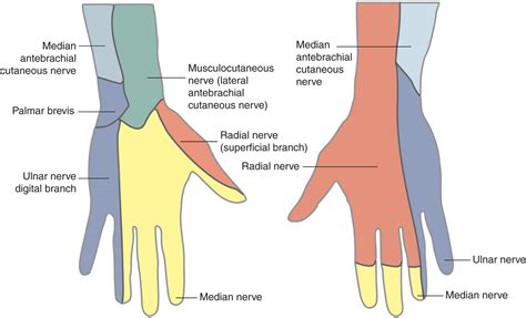 median nerve affects which fingers