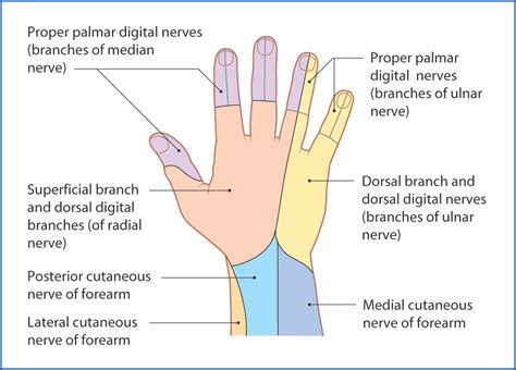 median nerve distribution fingers