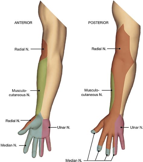 median nerve distribution forearm