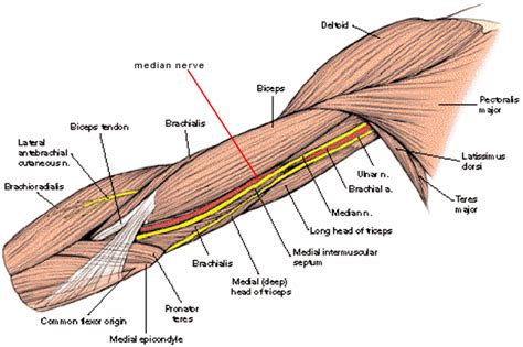 median nerve in forearm