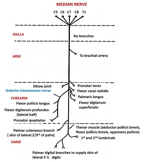 median nerve roots